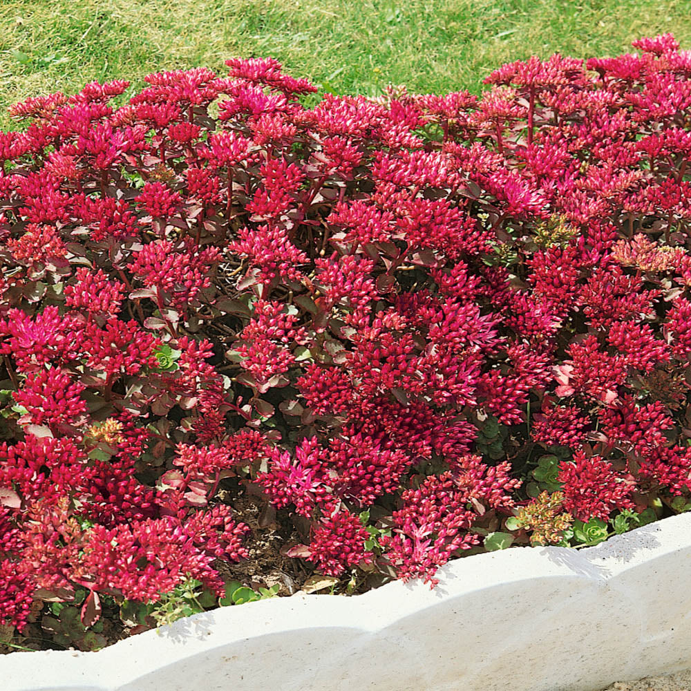 dragon blood succulent Sedum Red Dragon's Blood Ornamental Groundcover Seeds