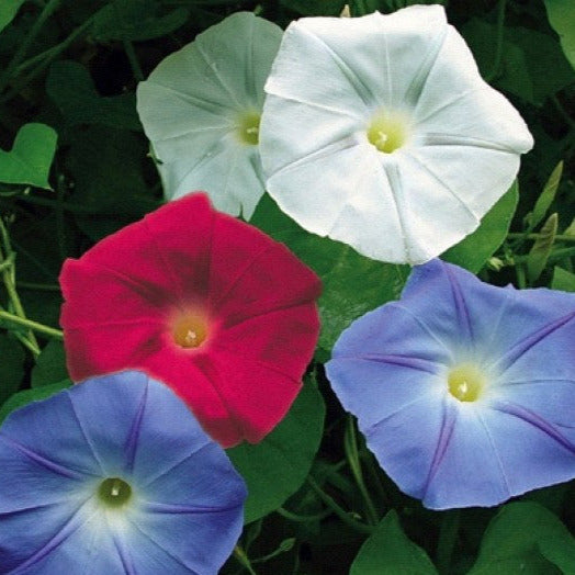 USA Old Glory Morning Glory Plant Seeds  SEEDTOPIA