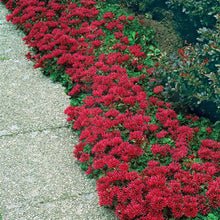 Load image into Gallery viewer, Sedum Red Dragon's Blood Ornamental Groundcover Seeds