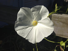 Load image into Gallery viewer, Moonflower Plant Seeds