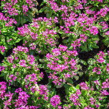 Load image into Gallery viewer, Spring Charm Rock Cress Ornamental Groundcover Seeds