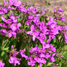 Load image into Gallery viewer, Spring Charm Rock Cress Ornamental Groundcover Seeds