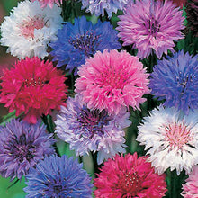 Load image into Gallery viewer, Bachelor Button "Cyanus Double" Flower Seeds