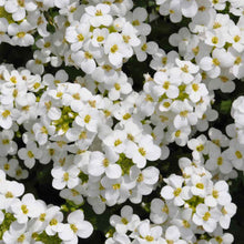 Load image into Gallery viewer, Snow Peak Rock Cress Ornamental Groundcover Seeds