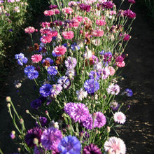 Load image into Gallery viewer, Bachelor Button "Cyanus Double" Flower Seeds