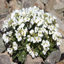 Load image into Gallery viewer, Snow Peak Rock Cress Ornamental Groundcover Seeds