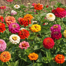 Load image into Gallery viewer, Pumila Zinnia Flower Seeds
