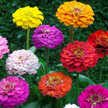 Load image into Gallery viewer, Pumila Zinnia Flower Seeds