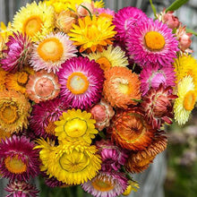 Load image into Gallery viewer, Helichrysum "Strawflower" Seeds