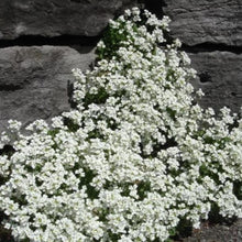 Load image into Gallery viewer, Snow Peak Rock Cress Ornamental Groundcover Seeds
