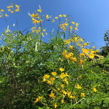 Load image into Gallery viewer, Mexican Yellow Bird of Paradise Plant Seeds