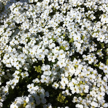 Load image into Gallery viewer, Snow Peak Rock Cress Ornamental Groundcover Seeds