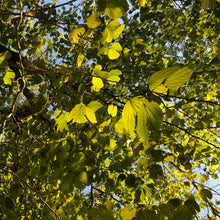 Load image into Gallery viewer, Hong Kong Orchid Tree Seeds