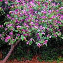 Load image into Gallery viewer, Hong Kong Orchid Tree Seeds