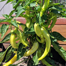 Load image into Gallery viewer, Organic Sweet Banana Pepper Plant Seeds