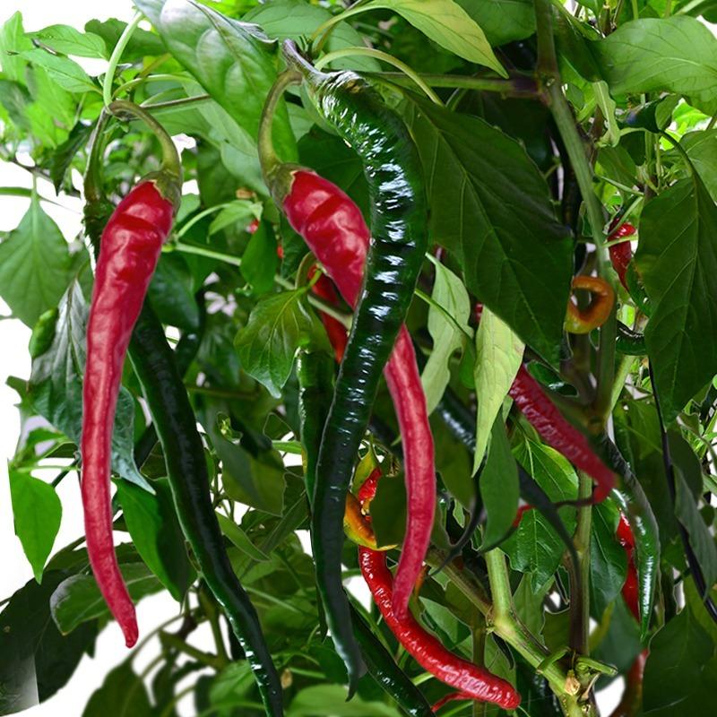 thai pepper seeds planting Organic Big Thai Hybrid Pepper Plant Seeds