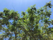 Load image into Gallery viewer, River Tamarind Tree Seeds
