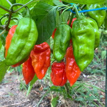 Load image into Gallery viewer, Organic Habanero Pepper Plant Seeds