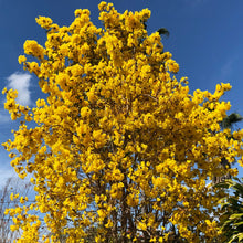 Load image into Gallery viewer, Golden Trumpet Tabebuia Tree Seeds