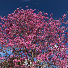 Load image into Gallery viewer, Pink Trumpet Tabebuia Tree Seeds