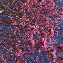 Load image into Gallery viewer, Pink Trumpet Tabebuia Tree Seeds