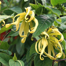 Load image into Gallery viewer, Chanel Number Five "Ylang Ylang" Tree Seeds