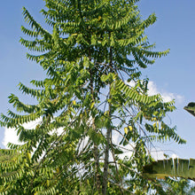 Load image into Gallery viewer, Chanel Number Five "Ylang Ylang" Tree Seeds