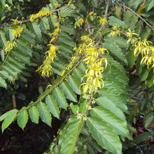 Load image into Gallery viewer, Chanel Number Five "Ylang Ylang" Tree Seeds