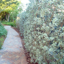 Load image into Gallery viewer, Silver Buttonwood Tree Seeds