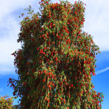 Load image into Gallery viewer, Bottlebrush Tree Seeds