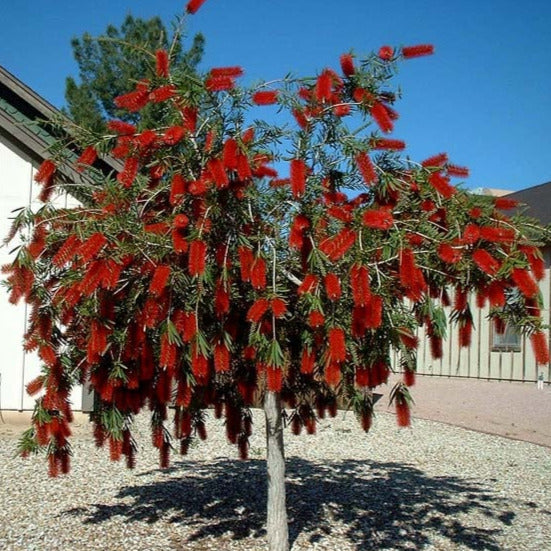 Bottlebrush Tree Seeds  SEEDTOPIA