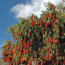 Load image into Gallery viewer, Bottlebrush Tree Seeds