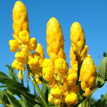 Load image into Gallery viewer, Candlestick Cassia Plant Seeds