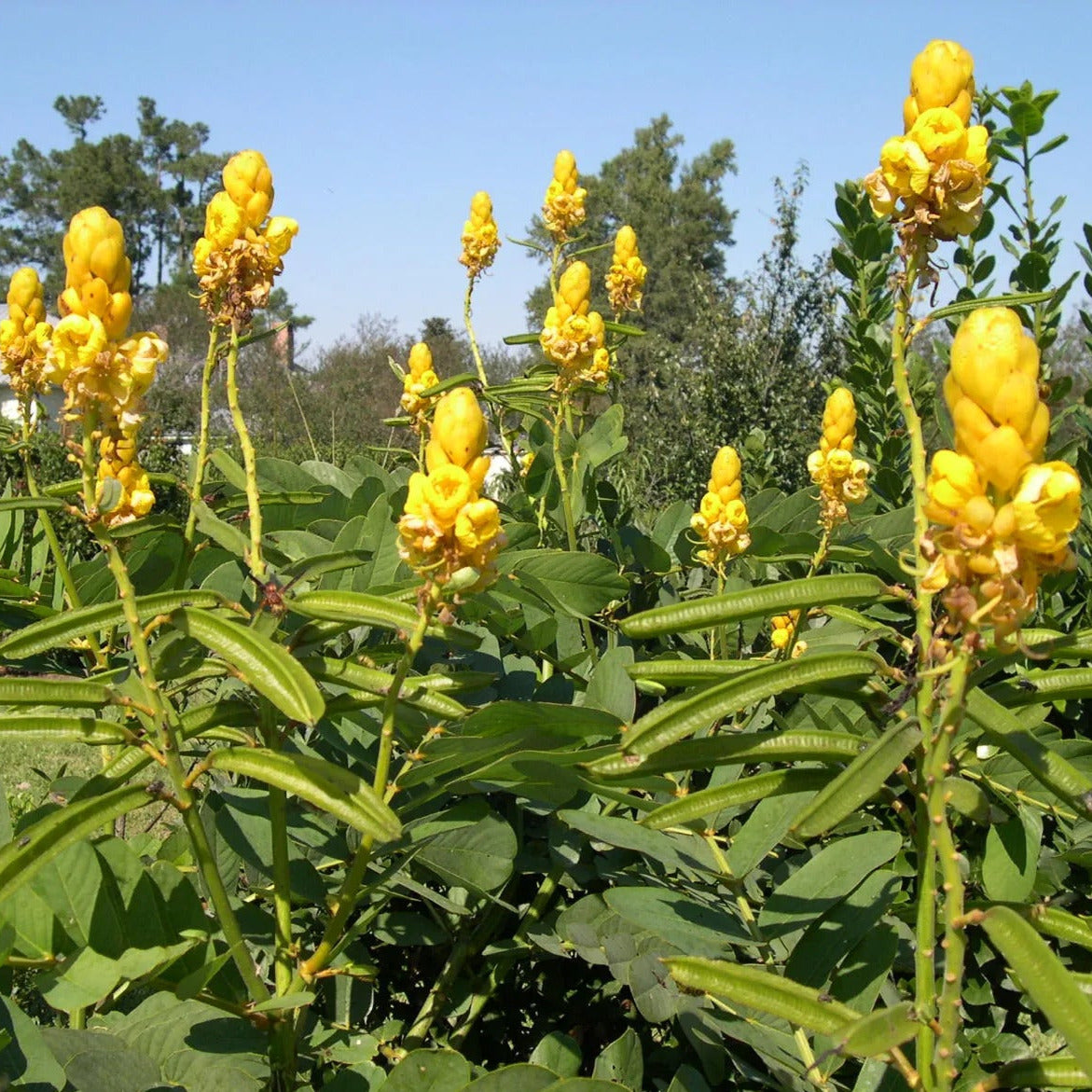 candlestick plant seeds Candlestick Cassia Plant Seeds