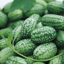 Load image into Gallery viewer, Organic Cucamelon Sour Gherkin Plant Seeds