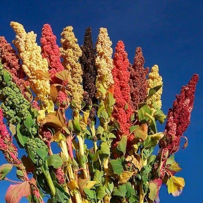 organic quinoa seeds for planting Organic Rainbow Quinoa Plant Seeds