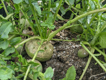 Load image into Gallery viewer, Organic Japanese Wasabi Radish Plant Seeds