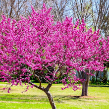 Load image into Gallery viewer, Eastern Redbud Tree Seeds