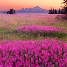 Load image into Gallery viewer, Fireweed Flower Seeds