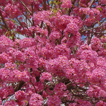 Load image into Gallery viewer, Pink Trumpet Tabebuia Tree Seeds