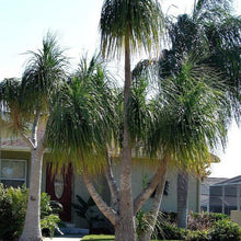Load image into Gallery viewer, Ponytail Palm Tree Seeds
