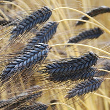 Load image into Gallery viewer, Black Hulless Barley Ornamental Grass Seeds
