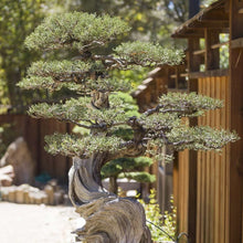 Load image into Gallery viewer, Eastern Red Cedar Tree Seeds