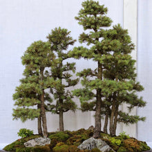 Load image into Gallery viewer, Red Spruce Tree Seeds