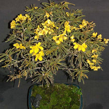 Load image into Gallery viewer, Golden Cassia Tree Seeds