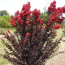 Load image into Gallery viewer, Black Diamond Crepe Myrtle Tree Seeds