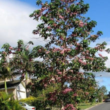 Load image into Gallery viewer, Pink Euodia Doughwood Tree Seeds