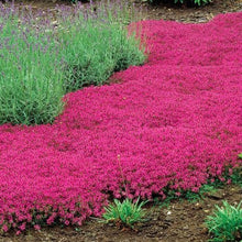 Load image into Gallery viewer, Magic Carpet Creeping Thyme Ornamental Groundcover Seeds