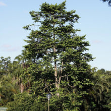 Load image into Gallery viewer, Chanel Number Five "Ylang Ylang" Tree Seeds