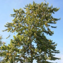 Load image into Gallery viewer, Chanel Number Five "Ylang Ylang" Tree Seeds